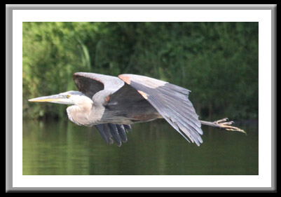 Heron in Flight Eerie Canal